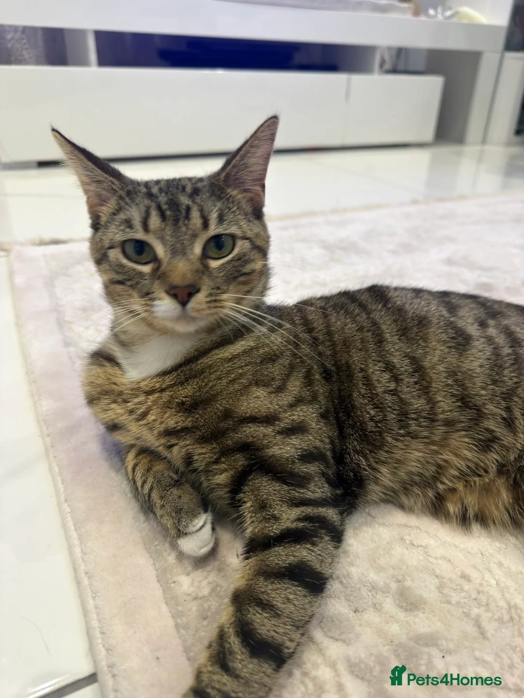 Mixed Breed cats for sale: Tiger  - Advert 4