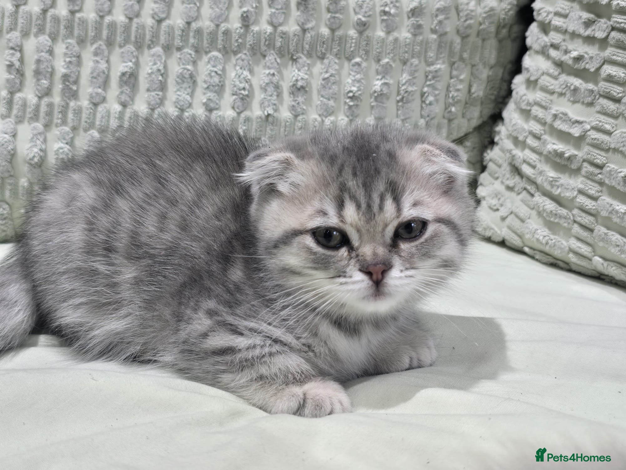 Scottish Fold Kitten 6