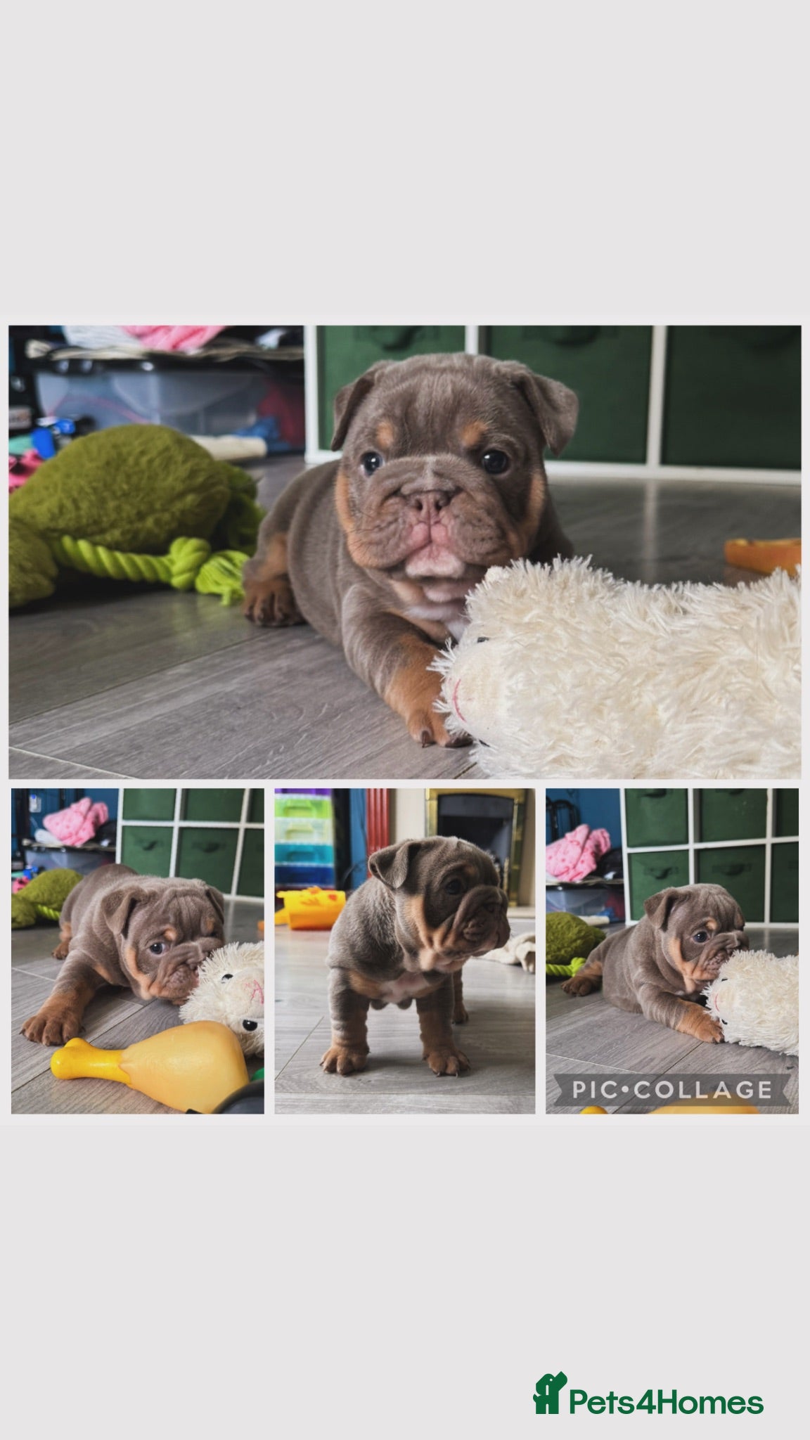 English Bulldog dogs Lilac English bulldog puppies - Advert 12