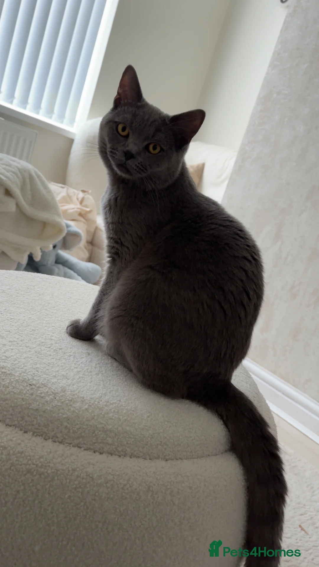British Shorthair cats for sale: British Short hair Leo  in Bradford - Advert 2