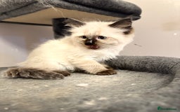 Ragdoll cats for sale: 4 stunning seal point ragdoll boys  - Image 5