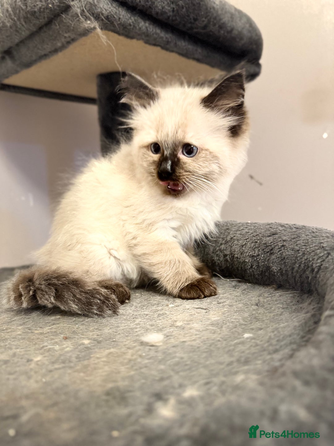 Ragdoll cats for sale: 4 stunning seal point ragdoll boys  - Image 5