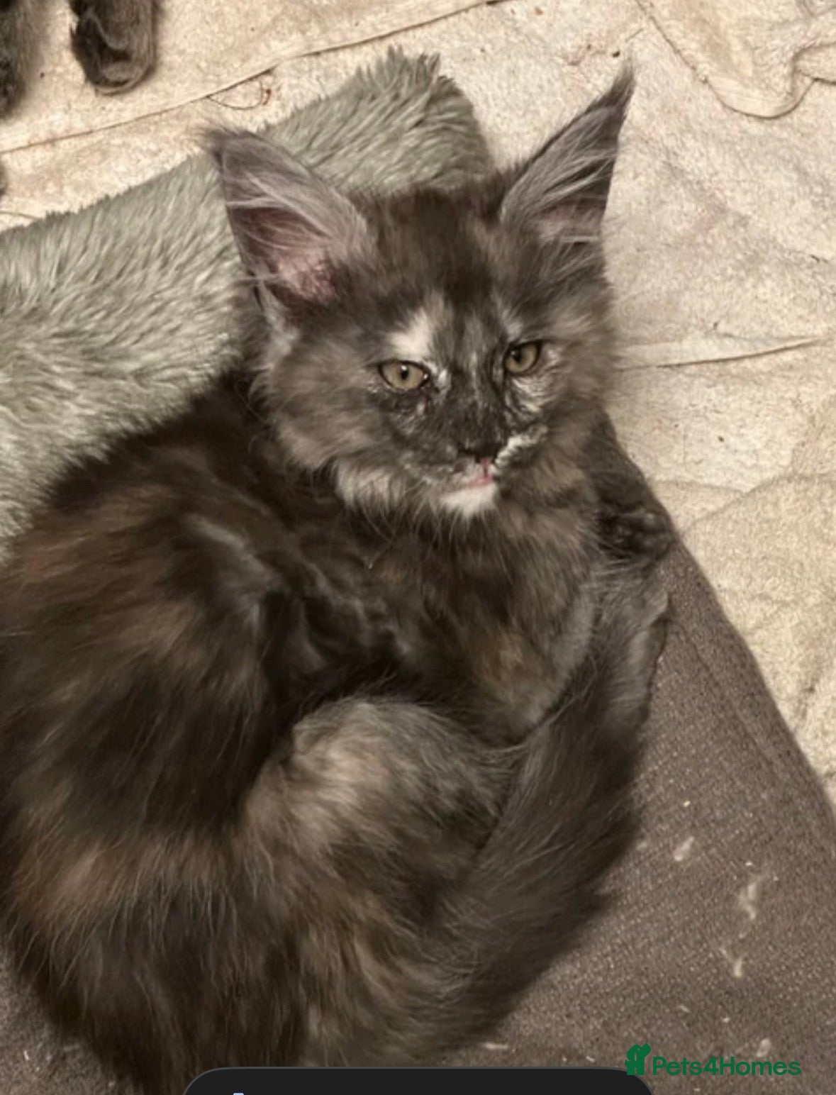 Maine Coon cats Tica Active Kittens ready now - Advert 15