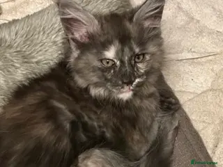 Maine Coon cats Tica Active Kittens ready now - Advert 15