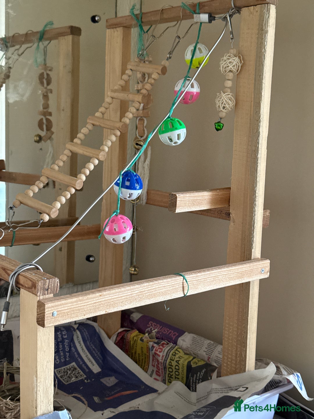 Conures birds for sale: Green cheek conures - Advert 11