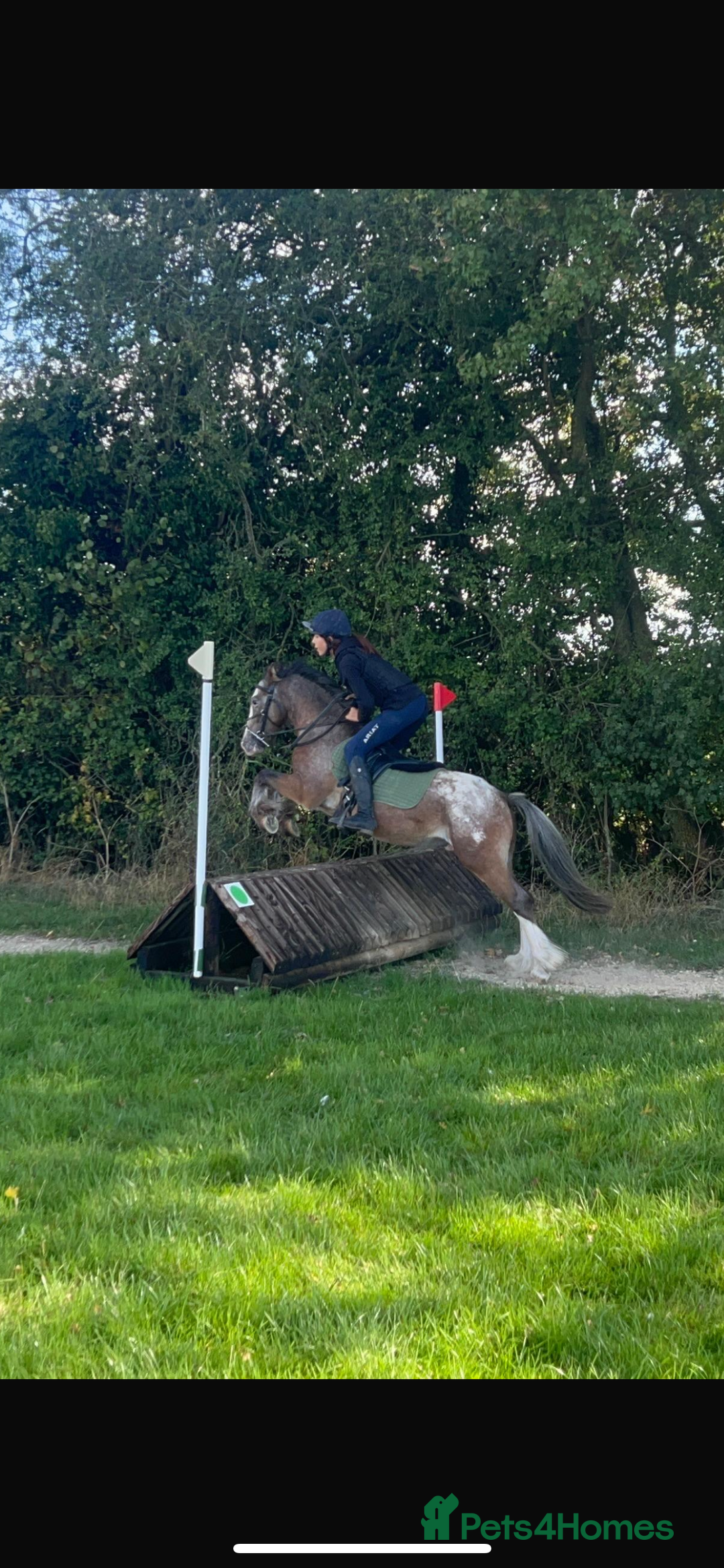 Appaloosa horses for sale: Angelic allrounder  - Image 6