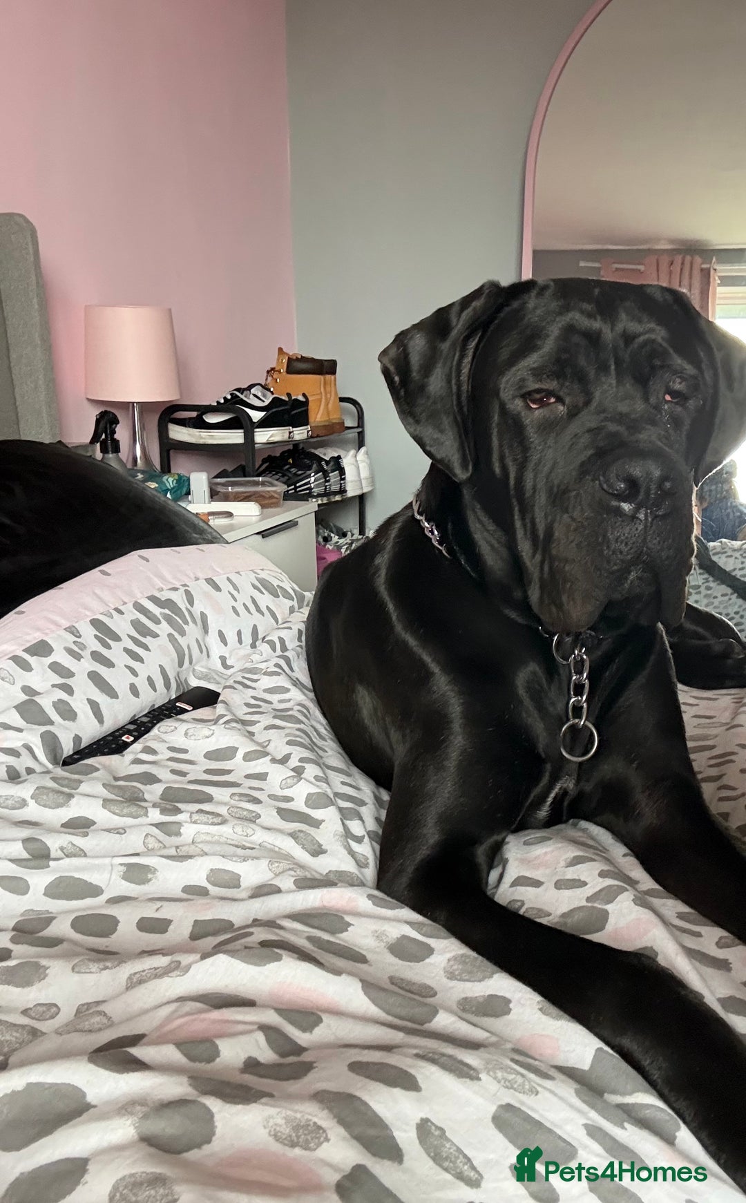Cane Corso dogs for sale: 1 year old male cane Corso  - Image 5