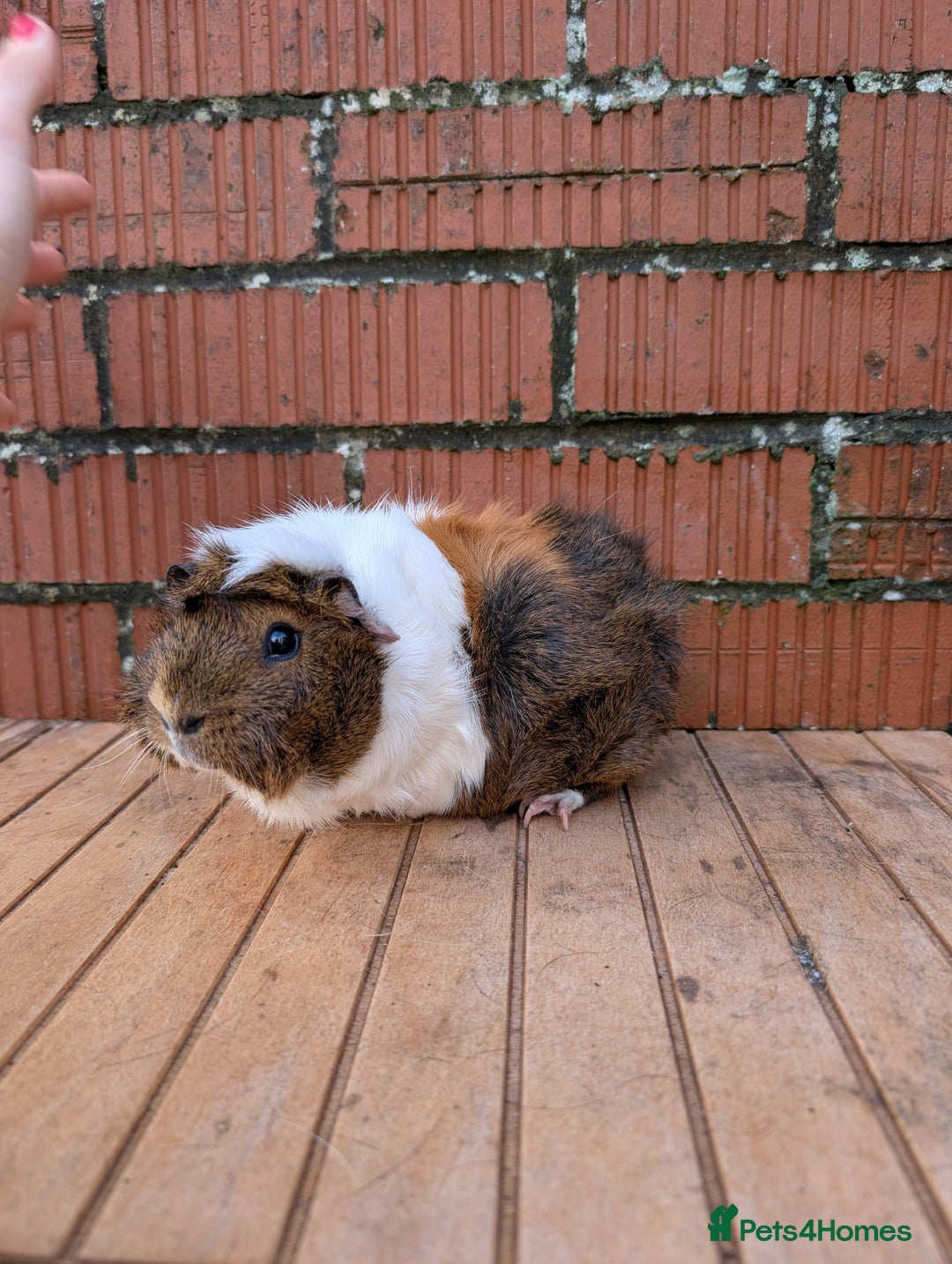 Guinea Pig rodents for sale: Guinea pig sows looking for new homes  - Advert 5