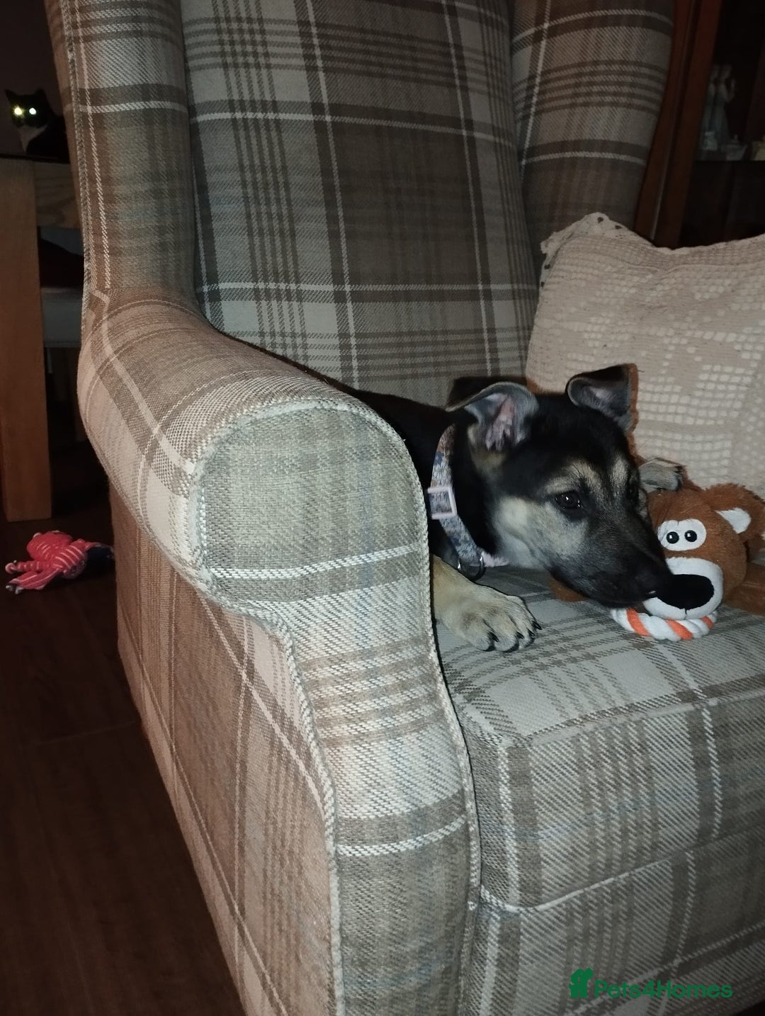 German Shepherd dogs for sale: German shepherd puppy - Image 2