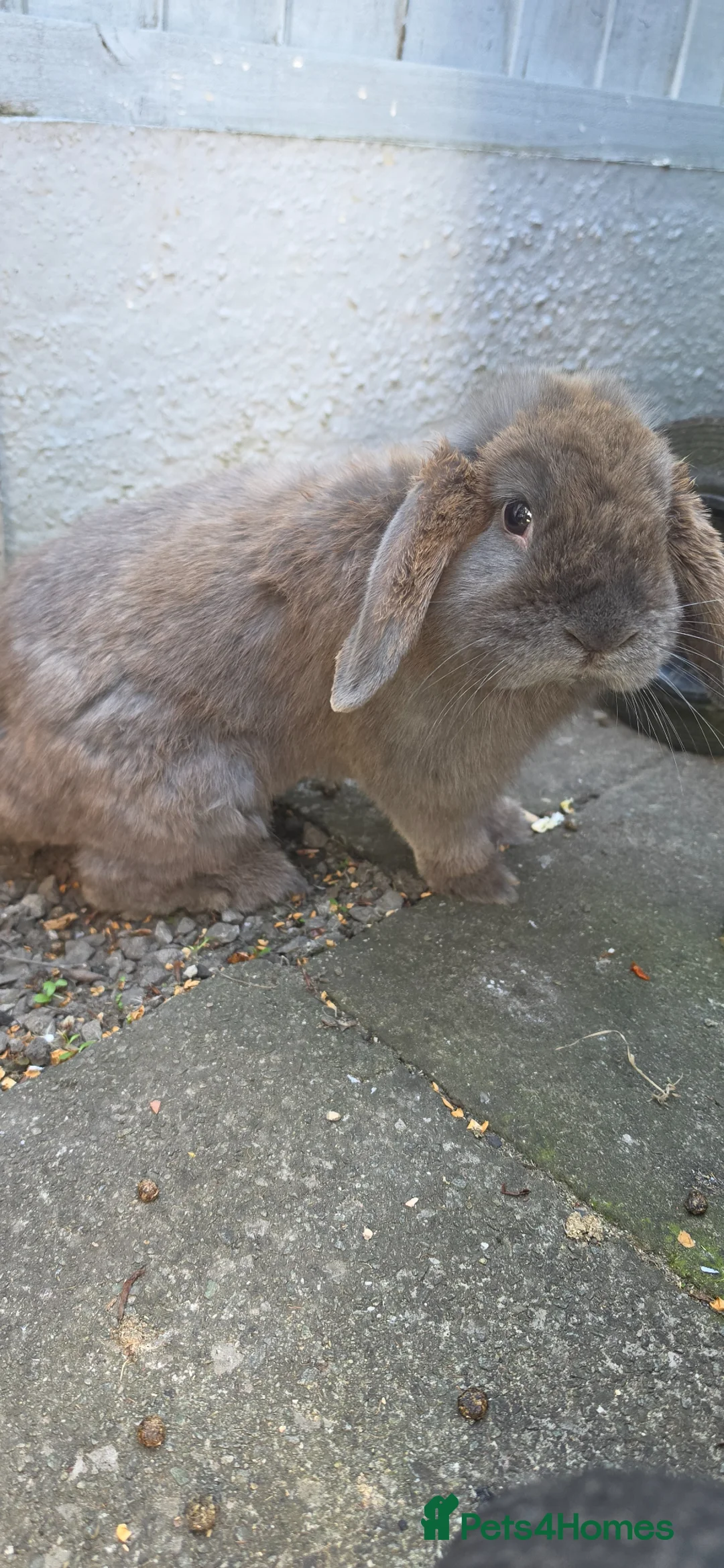 Mini Lop rabbits for sale: mini lop babies  - Advert 9