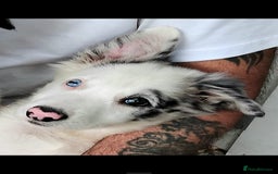Border Collie dogs for sale: Stunning litter of blue merle border collies - Image 37