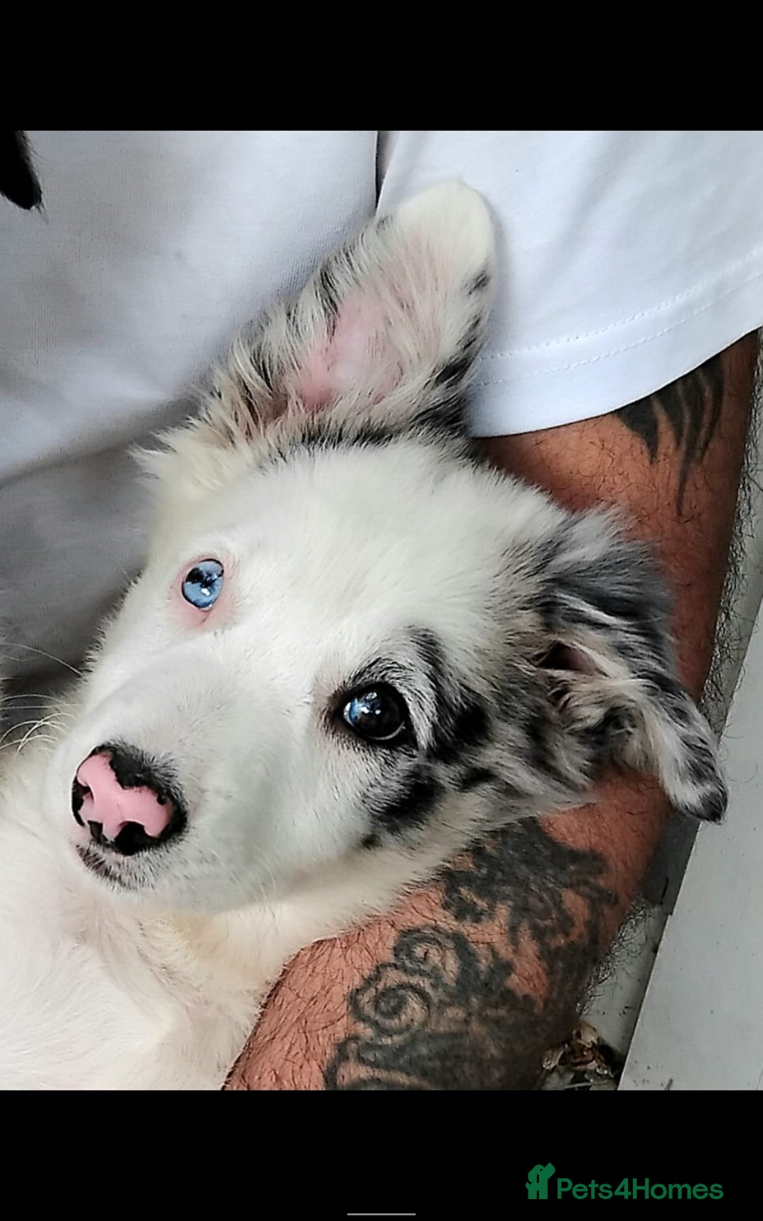 Border Collie dogs for sale: Stunning litter of blue merle border collies - Image 37