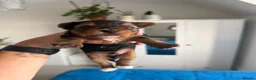 Yorkshire Terrier dogs for sale: 🌺 Pedigree Tiny Yorkie Puppies- Rare Colors 🌺 - Advert 11