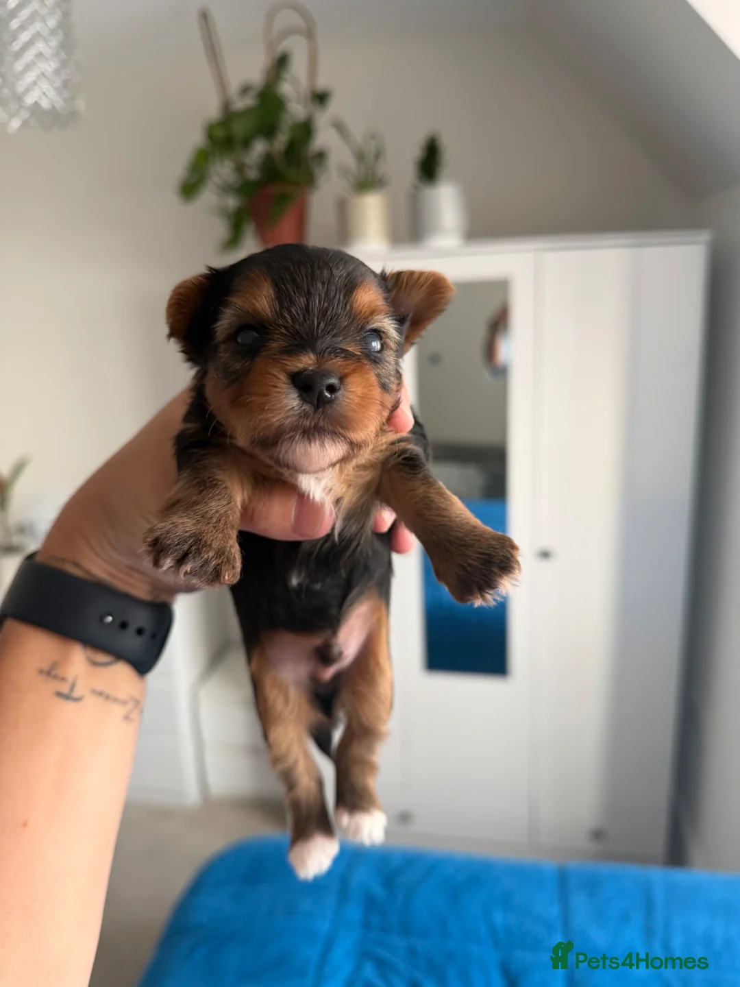Yorkshire Terrier dogs for sale: 🌺 Pedigree Tiny Yorkie Puppies- Rare Colors 🌺 - Advert 11