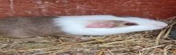 Guinea Pig rodents for sale: Brothers for sale - Advert 3