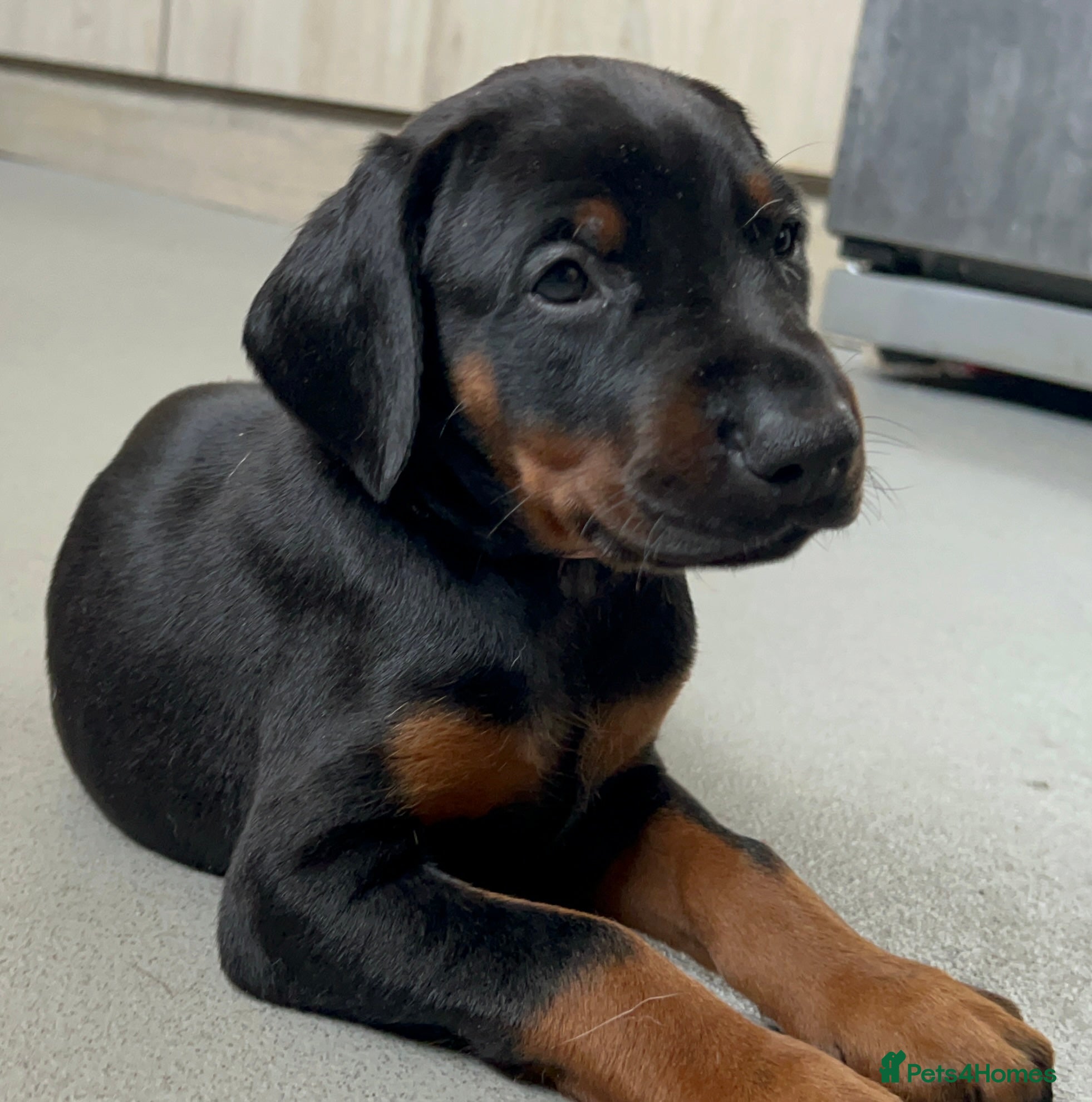 Dobermann dogs ONE beautiful girl doberman for sale  - Advert 6