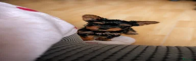 Yorkshire Terrier Puppy 2