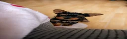 Yorkshire Terrier dogs for sale: Yorkshire terrier/Mini/Parti-colored/Traditional - Advert 13