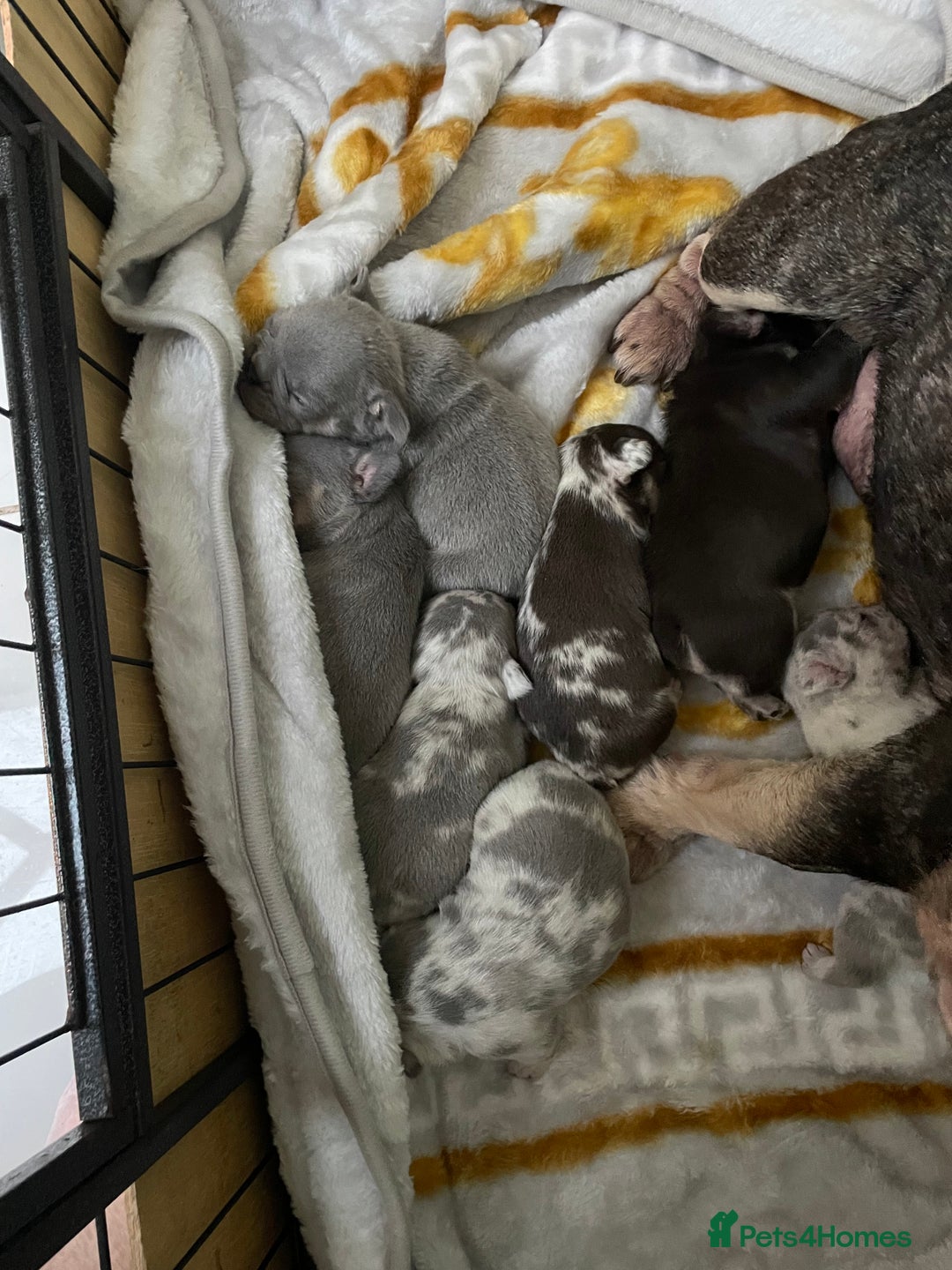 French Bulldog dogs for sale: Beautiful Merle French bulldogs  - Advert 16