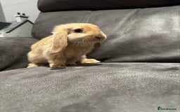 Mini Lop rabbits for sale: Gorgeous Bucks available  - Image 10
