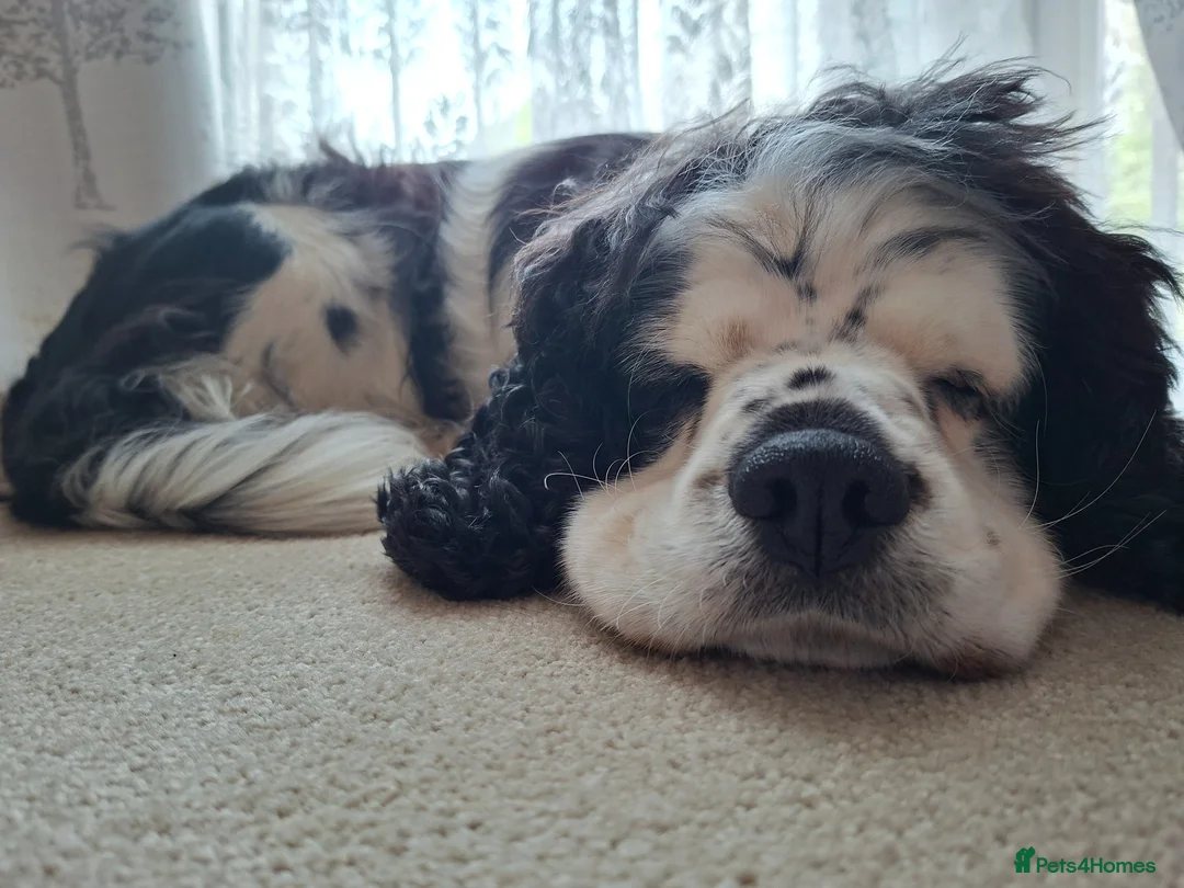 Cavapoo dogs for stud: 6 year old male Cavapoo for stud. (free) in Wirral - Advert 4