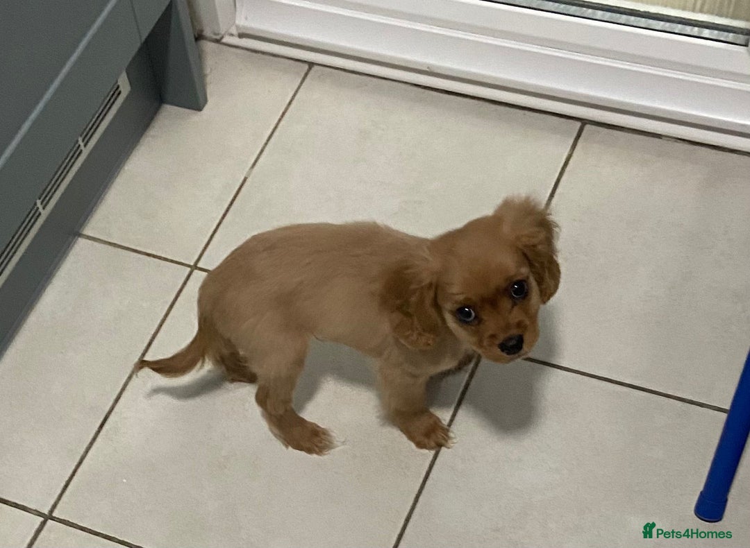 Cavachon dogs for sale: Teddy bear  male  cavachon puppy for sale - Advert 14