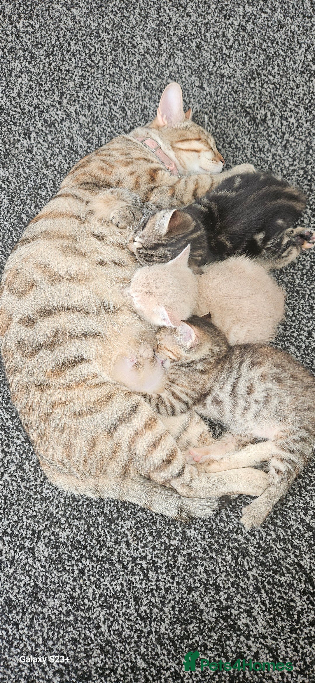 Mixed Breed cats for sale: 5 Bengal x Kittens–Glitter Coats,Beautiful Colours - Advert 15