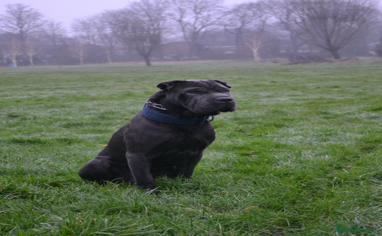 Shar Pei dogs - Advert 1