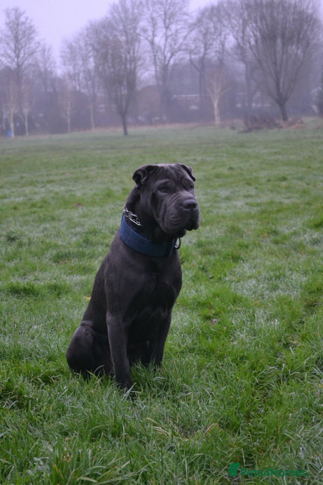 Shar Pei dogs for stud: Cane corso x shar pei - Image 1