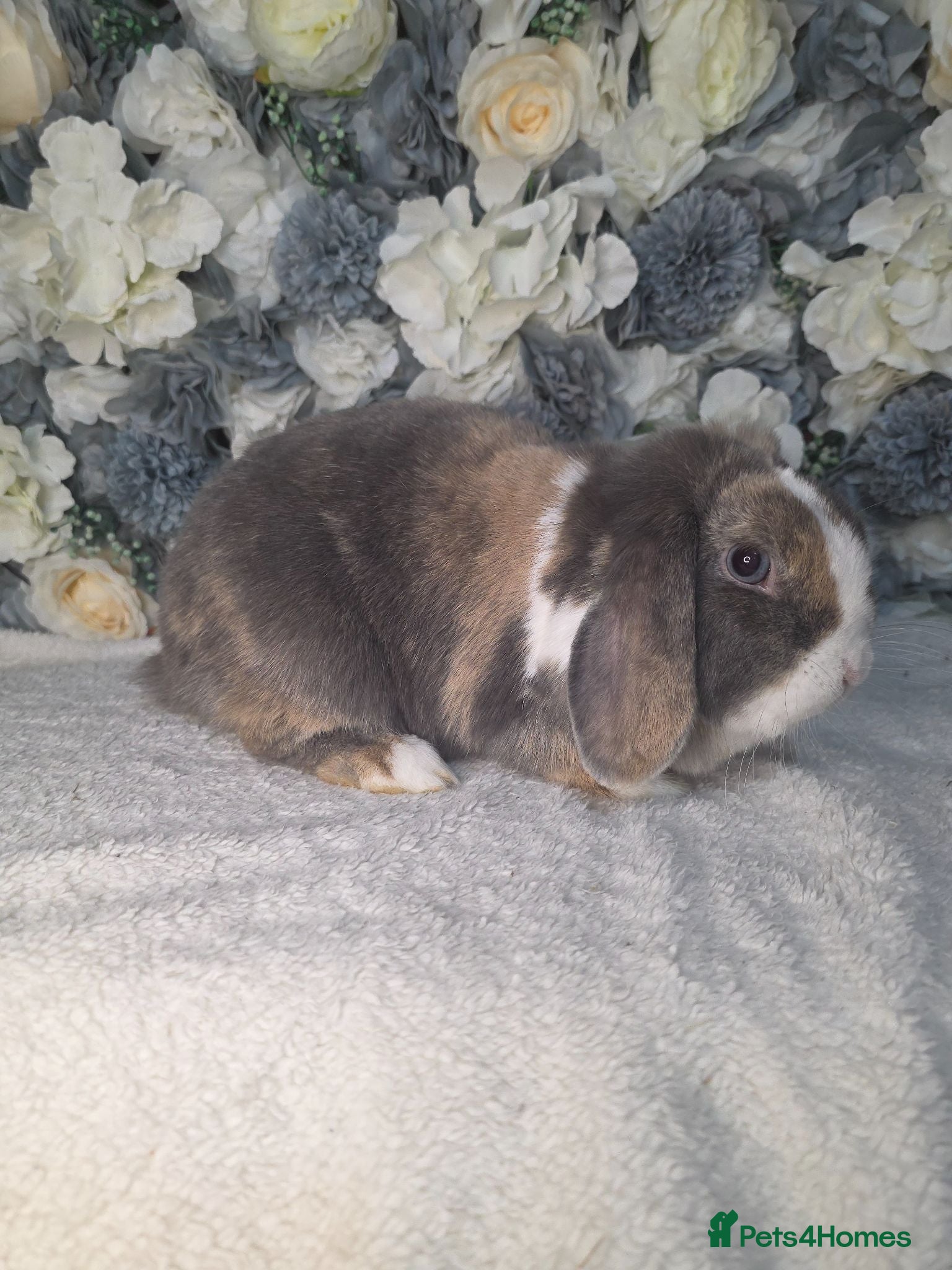 Mini Lop rabbits Blue harli doe needing retirement pet home  - Advert 1