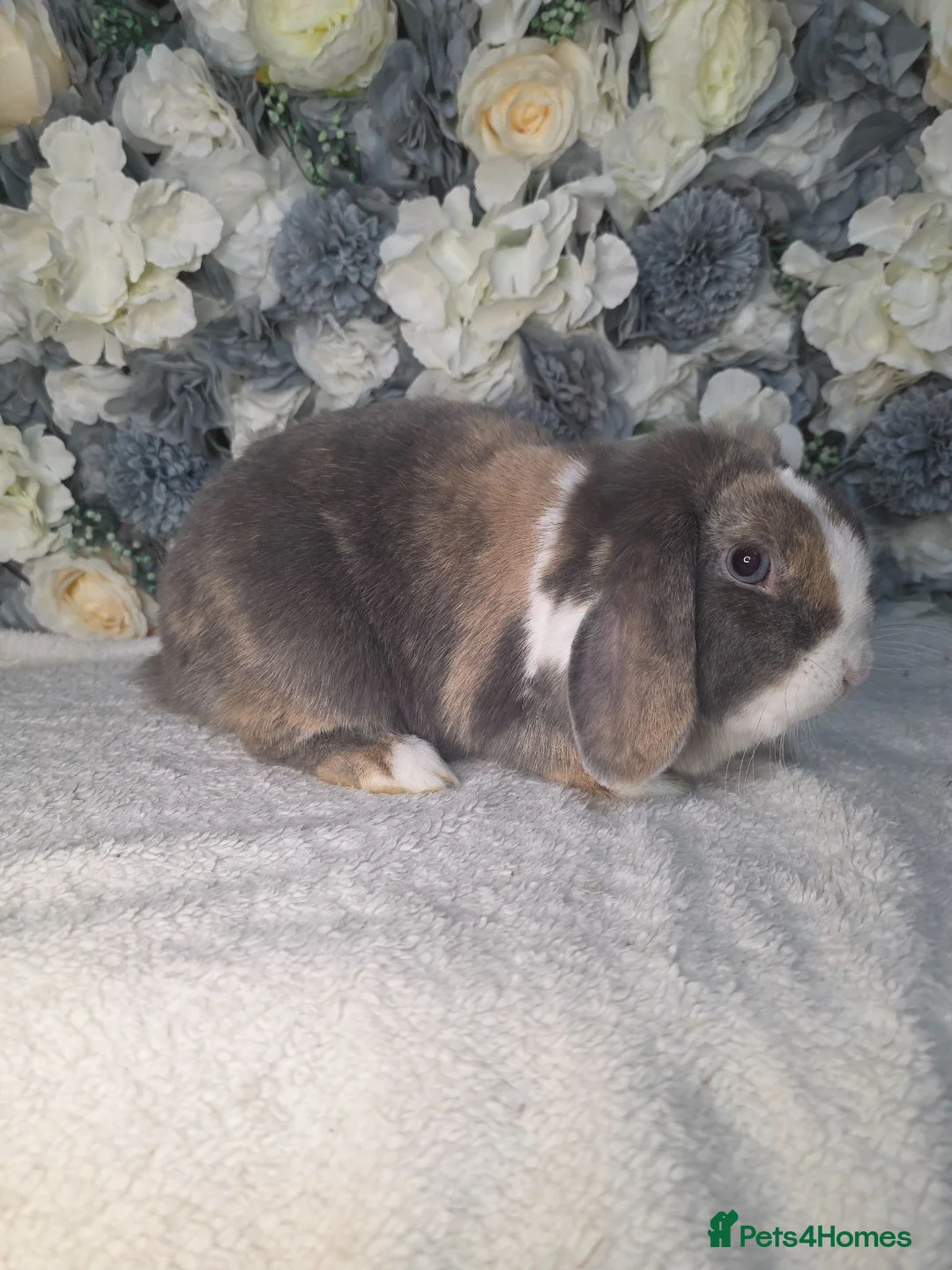 Mini Lop rabbits for sale: Blue harli doe needing retirement pet home  - Advert 1