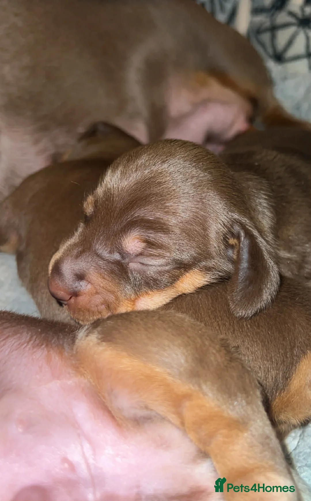 Miniature Dachshund dogs for sale: Stunning kc babies ready to leave ready for  **  in Portsmouth - Advert 6