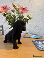 Labrador Retriever dogs - Advert 1