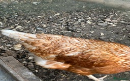 Chickens poultry for sale: 8 hybrid hens for sale  - Image 17