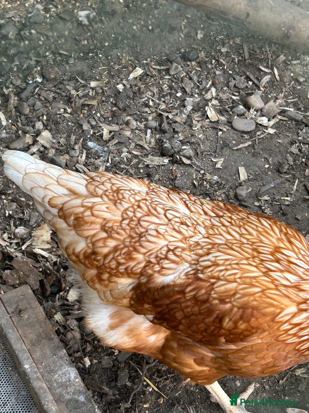 Chickens poultry for sale: 8 hybrid hens for sale  - Image 17