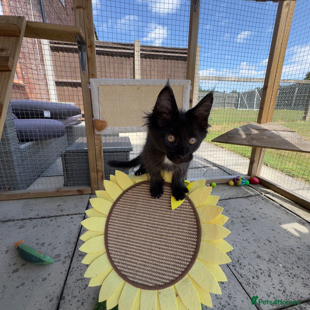 Maine Coon cats for sale: Ready Now! Conancoon GCCF Registered Maine Coon - Image 36