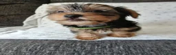 Yorkshire Terrier dogs for sale: YORKSHIRE TERRIER BOY PUPPIES READY NOW in Southampton - Advert 25