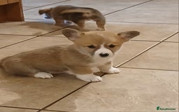 Welsh Corgi Pembroke dogs for sale: Beautiful corgis - Image 3