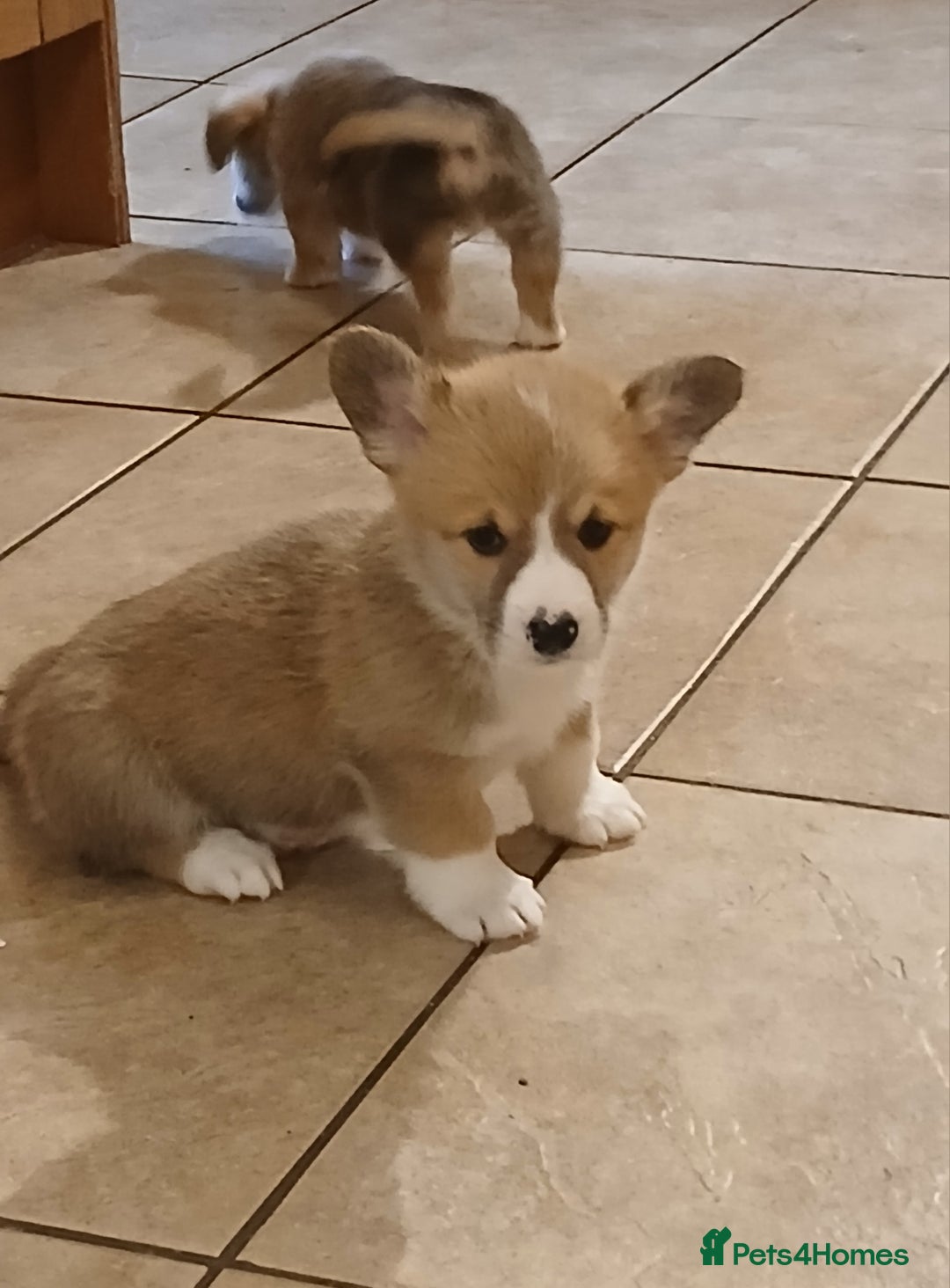 Welsh Corgi Pembroke dogs for sale: Beautiful corgis - Image 3
