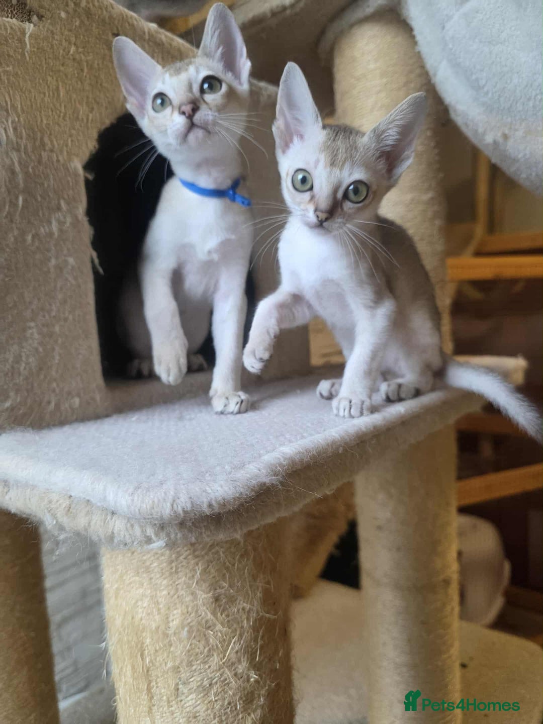 Singapura cats for sale: Stunning Singapura kittens  - Image 40