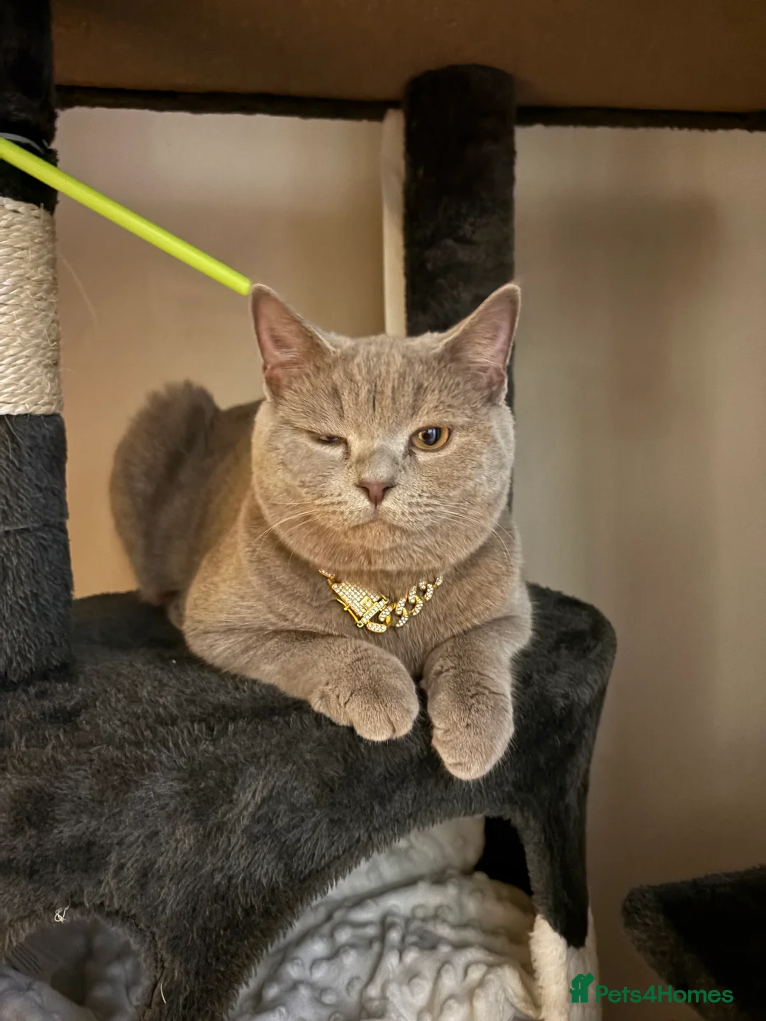 British Shorthair cats for sale: 9 month old lilac male  - Advert 2