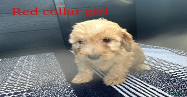 Cockapoo dogs - Advert 3