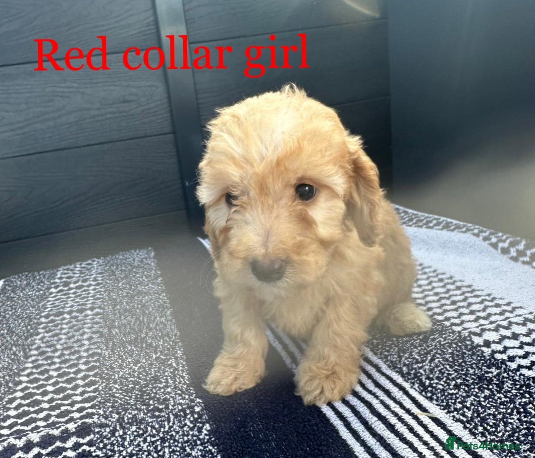 Cockapoo dogs for sale: F1 cockapoo puppies - Image 3