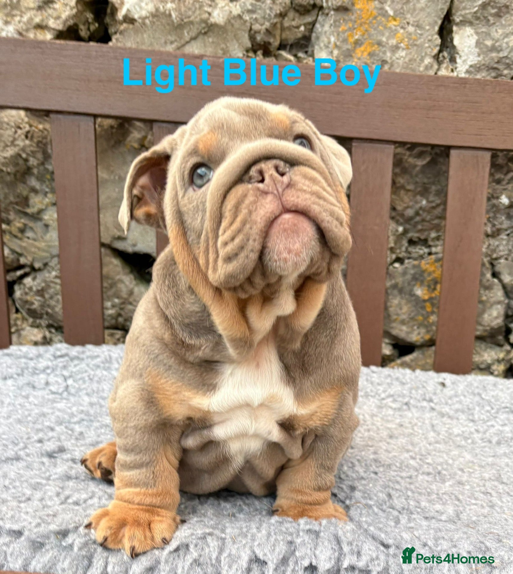 English Bulldog dogs Ready Today.. 1 boy 1 girl left ❤️💙 - Advert 11