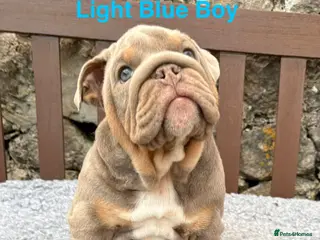 English Bulldog dogs Ready Today.. 1 boy 1 girl left ❤️💙 - Advert 11