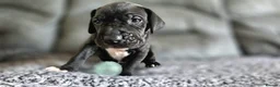 Great Dane dogs for sale: Exceptional Great Dane puppies 🐶  - Advert 5