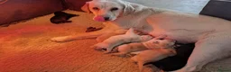 Labrador Retriever dogs for sale: Beautiful show bred family pets  - Advert 6