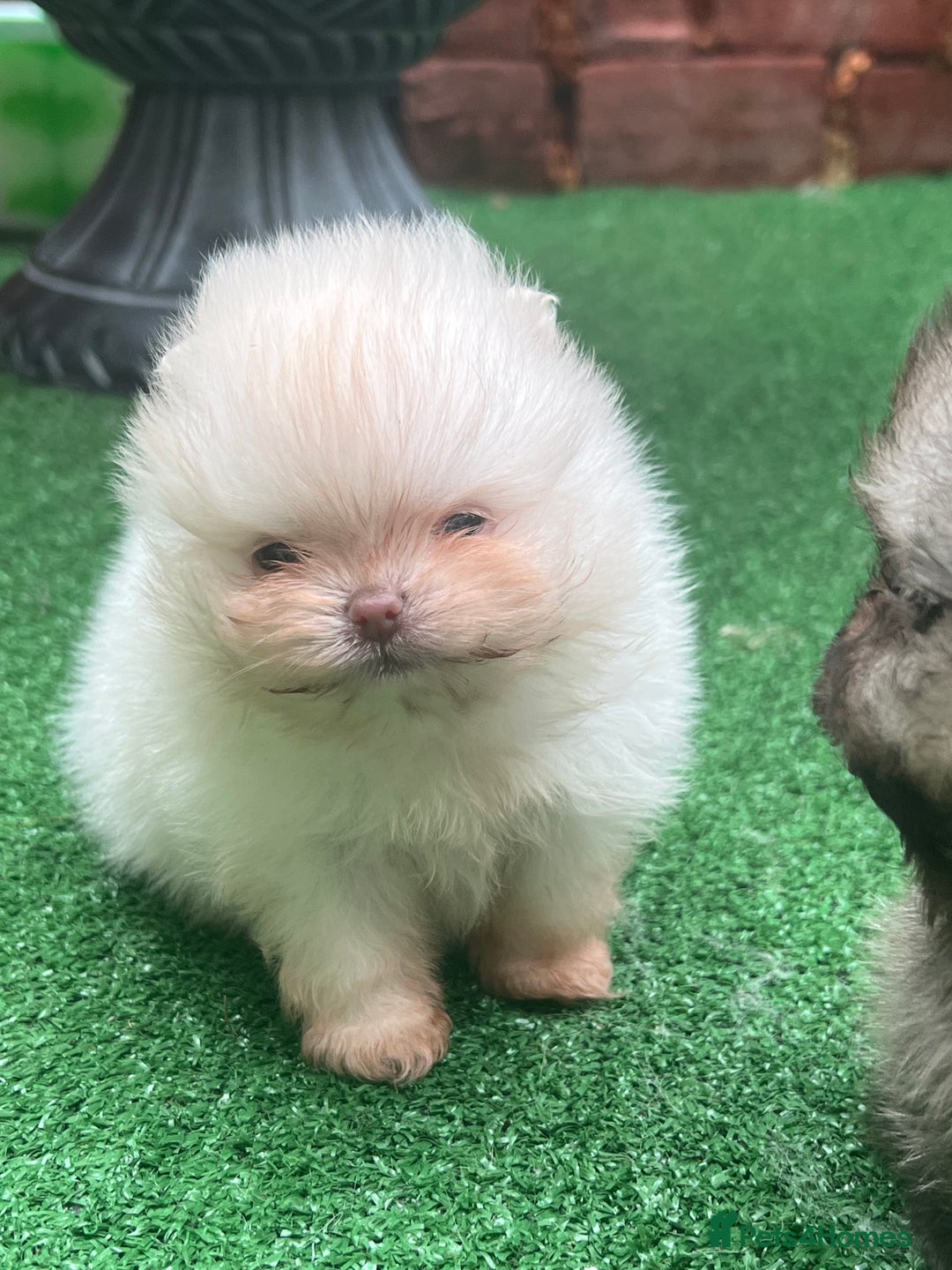 Pomeranian dogs for sale: Pomeranian toy  - Image 19
