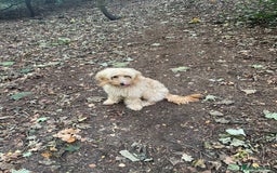 Cockapoo dogs for sale: Devastating sale of cockapoo pup  - Advert 2