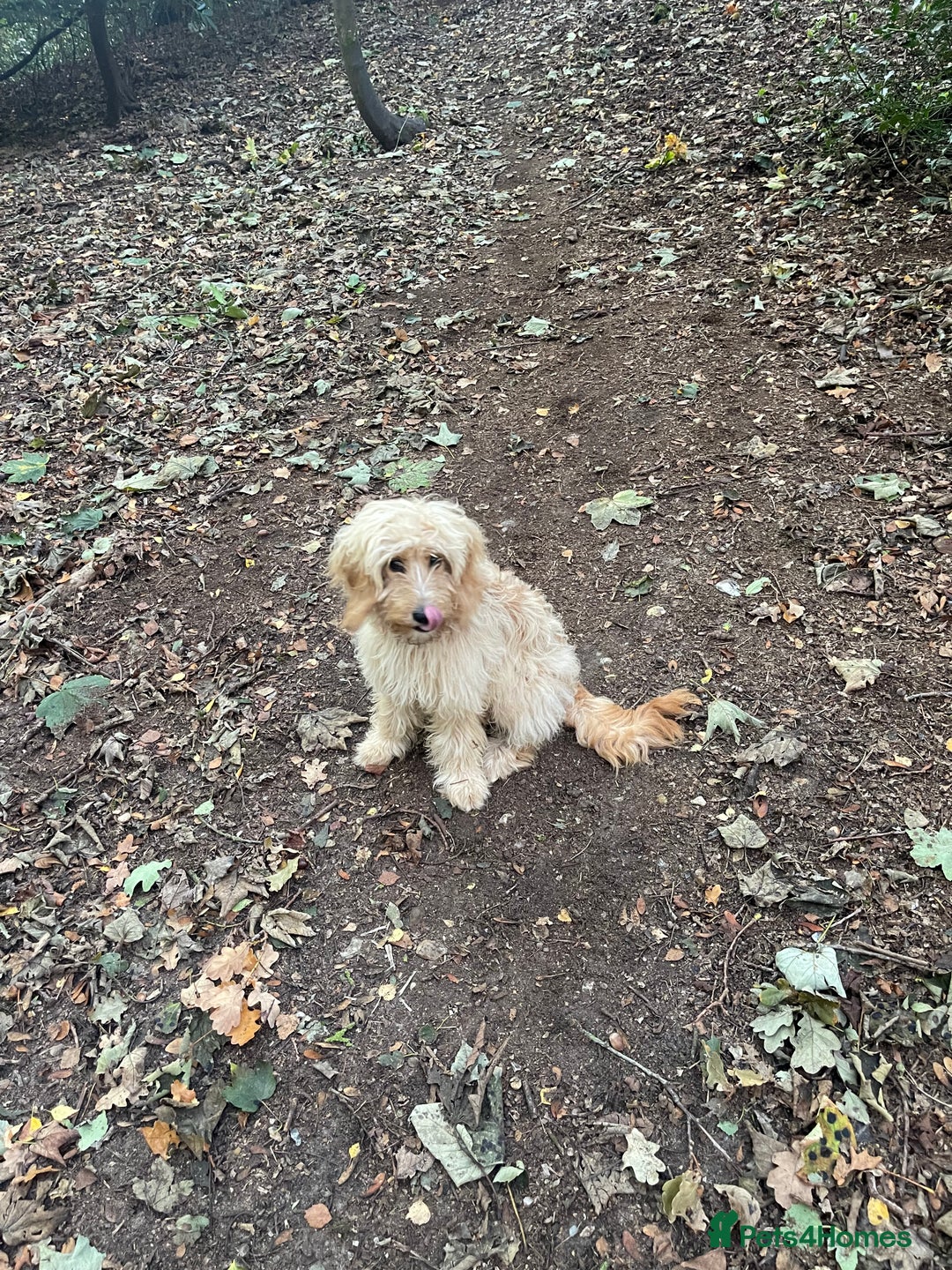 Cockapoo dogs for sale: Devastating sale of cockapoo pup  - Advert 2